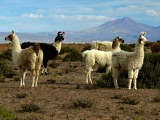 Bolívijské Altiplano a narozeniny pod Jižním křížem