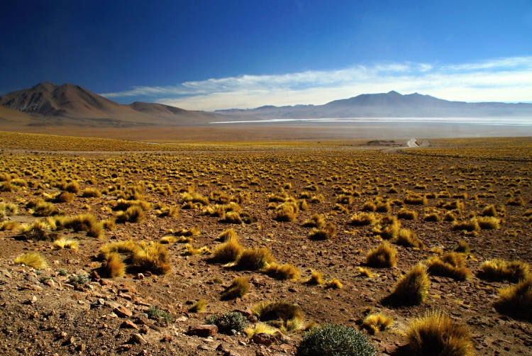 typická krajina bolívijského Altiplana