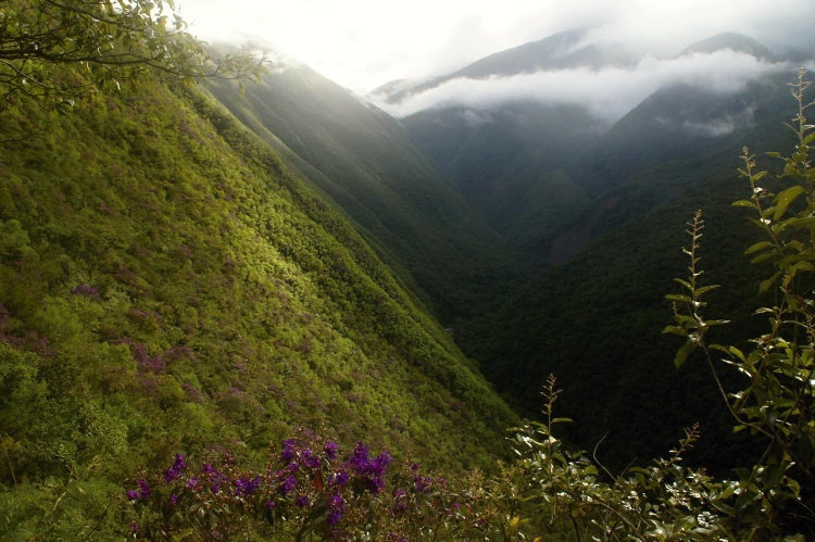 mlžný prales, Bolívie