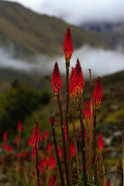 místní květena - Kleopatřiny jehly, Bolívie