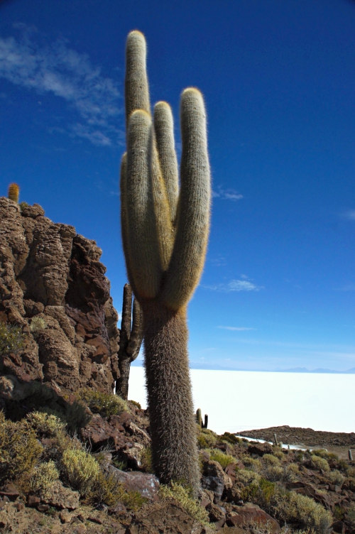 kaktusy, které na ostrovech rostou, dosahují obřích rozměrů